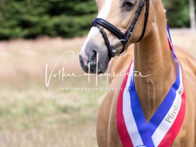 PSB Eliteschau Elite-Auszeichnungen 5