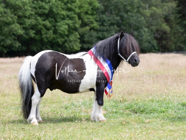 PSB Eliteschau Elite-Auszeichnungen 6