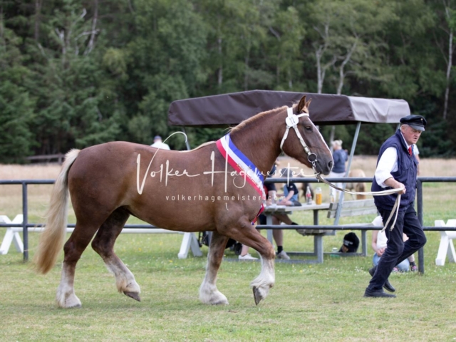 PSB Eliteschau Teil 1 Siegerstuten 4