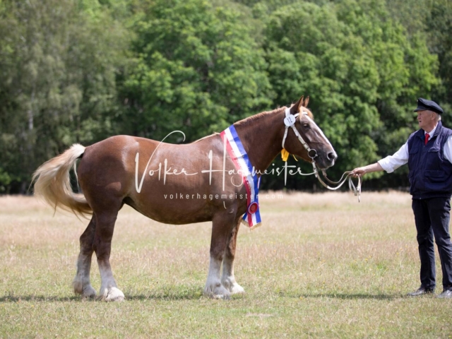 PSB Eliteschau Teil 1 Siegerstuten 5