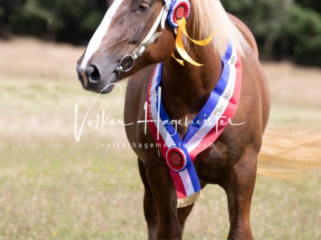 PSB Eliteschau Teil 1 Siegerstuten 7