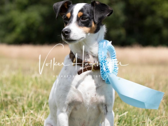 PSB Eliteschau Teil 1 Siegerstuten 8