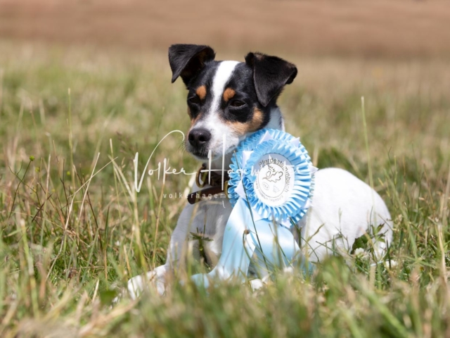PSB Eliteschau Teil 1 Siegerstuten 9