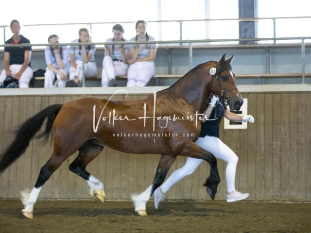 PSB Eliteschau Teil 1 Siegerstuten 10