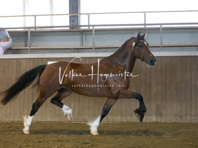 PSB Eliteschau Teil 1 Siegerstuten 11