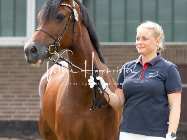 PSB Eliteschau Teil 1 Siegerstuten 12