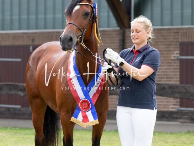 PSB Eliteschau Teil 1 Siegerstuten 13