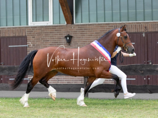 PSB Eliteschau Teil 1 Siegerstuten 14