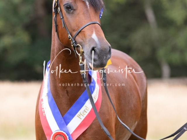 PSB Eliteschau Teil 1 Siegerstuten 15