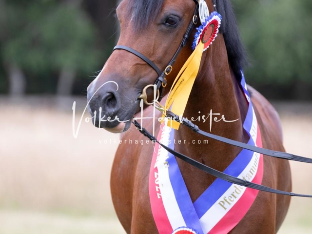 PSB Eliteschau Teil 1 Siegerstuten 16