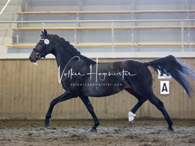 PSB Eliteschau Teil 2 5