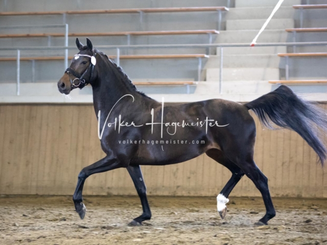 PSB Eliteschau Teil 2 6