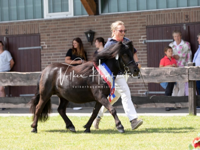 PSB Eliteschau Teil 1 Siegerstuten 19