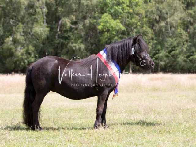 PSB Eliteschau Teil 1 Siegerstuten 20