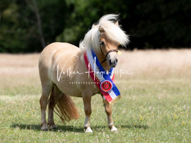 PSB Eliteschau Teil 1 Siegerstuten 22