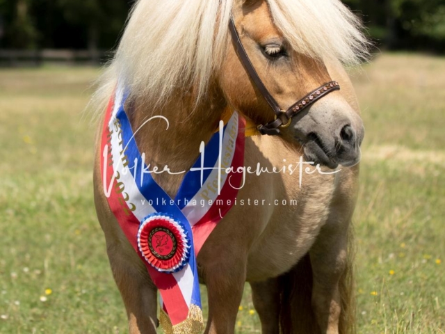 PSB Eliteschau Teil 1 Siegerstuten 23