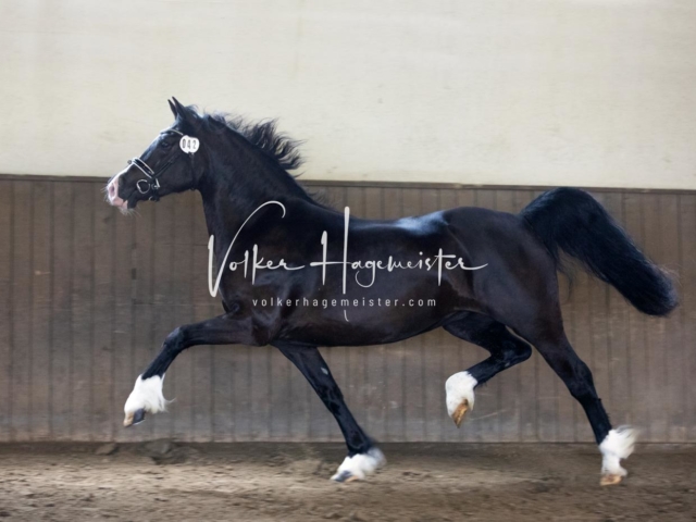 PSB Eliteschau Teil 2 7