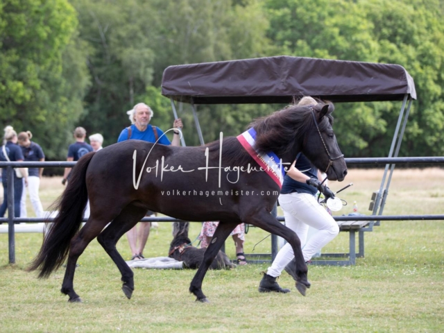 PSB Eliteschau Teil 1 Siegerstuten 1