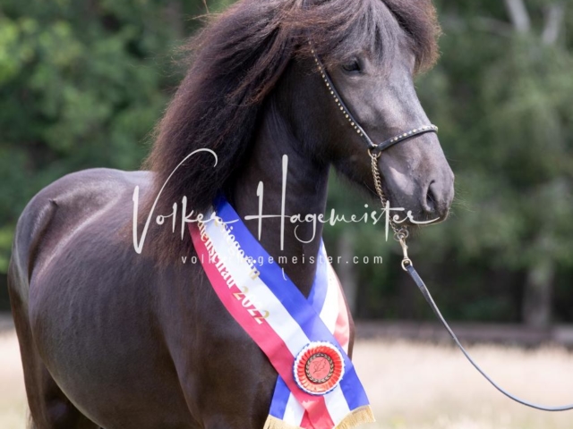 PSB Eliteschau Teil 1 Siegerstuten 2