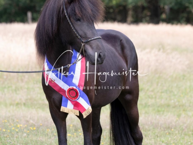 PSB Eliteschau Teil 1 Siegerstuten 3