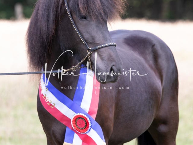 PSB Eliteschau Teil 1 Siegerstuten 4