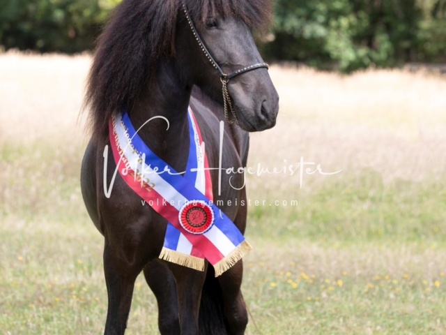 PSB Eliteschau Teil 1 Siegerstuten 5