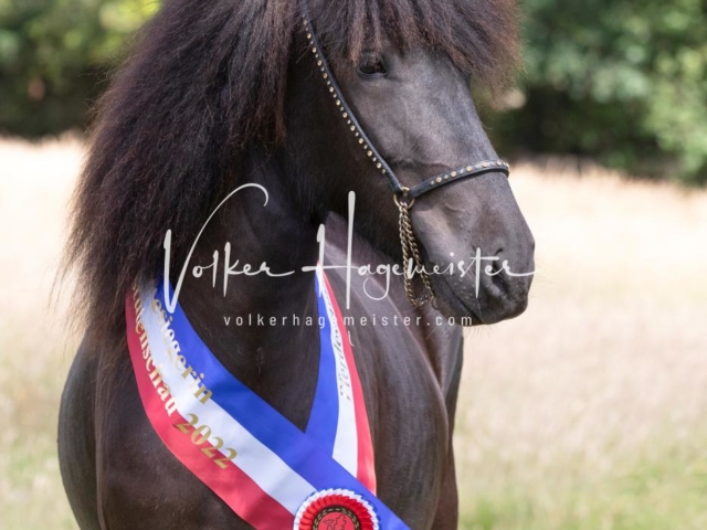 PSB Eliteschau Teil 1 Siegerstuten 6