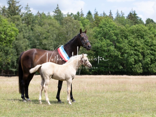 PSB Eliteschau Elite-Auszeichnungen 12
