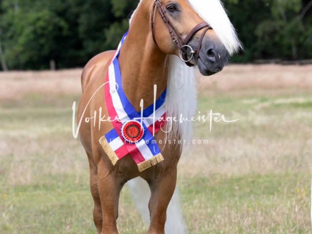 PSB Eliteschau Elite-Auszeichnungen 13