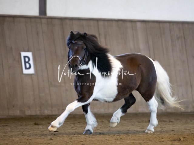 PSB Eliteschau Teil 1 Siegerstuten 25