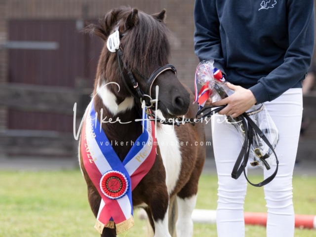 PSB Eliteschau Teil 1 Siegerstuten 27