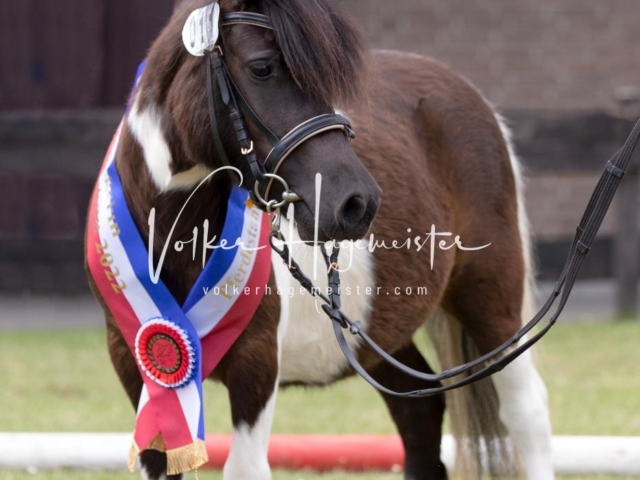PSB Eliteschau Teil 1 Siegerstuten 28