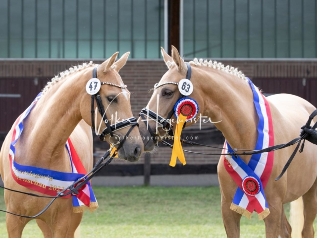 PSB Eliteschau Teil 1 Siegerstuten 29
