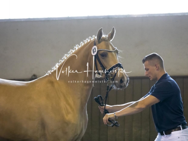 PSB Eliteschau Teil 1 Siegerstuten 30