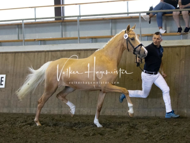 PSB Eliteschau Teil 1 Siegerstuten 1