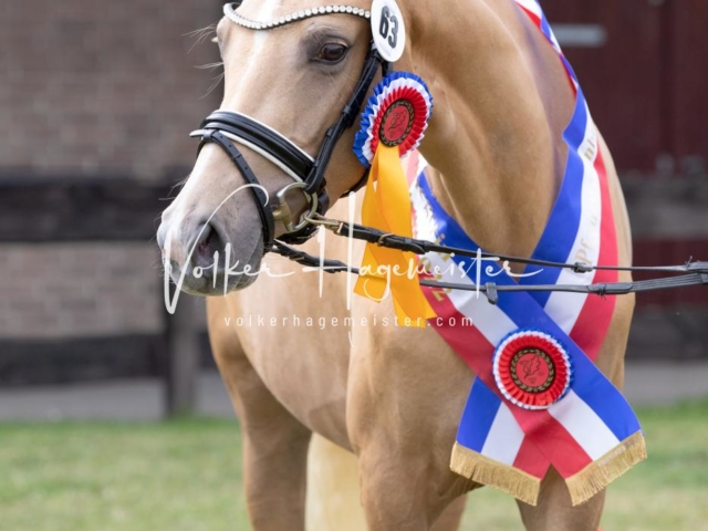 PSB Eliteschau Teil 1 Siegerstuten 2