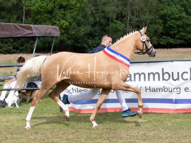 PSB Eliteschau Teil 1 Siegerstuten 3