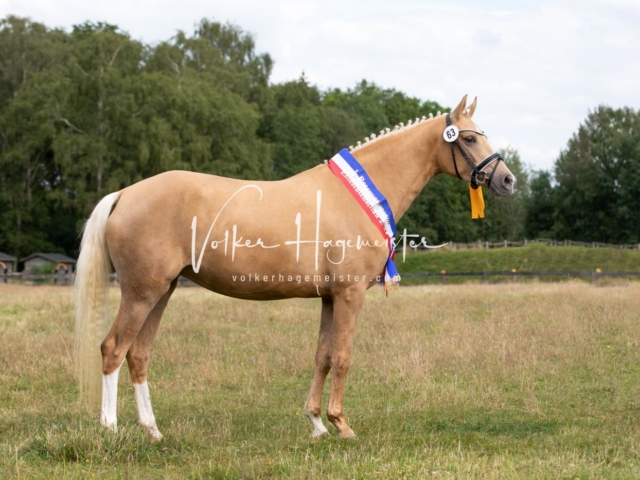 PSB Eliteschau Teil 1 Siegerstuten 4