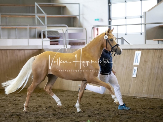 PSB Eliteschau Teil 2 9