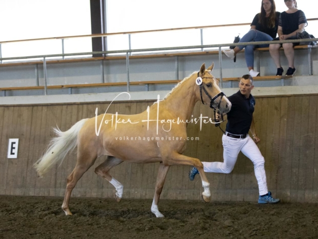 PSB Eliteschau Teil 2 10