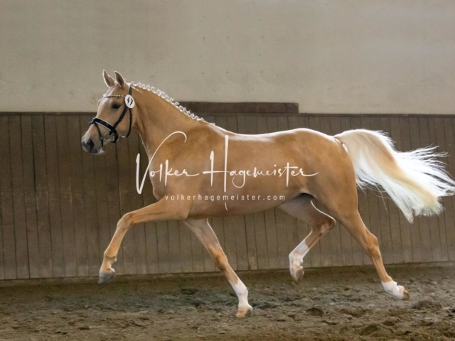 PSB Eliteschau Teil 1 Siegerstuten 5