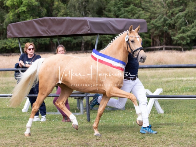 PSB Eliteschau Teil 1 Siegerstuten 6