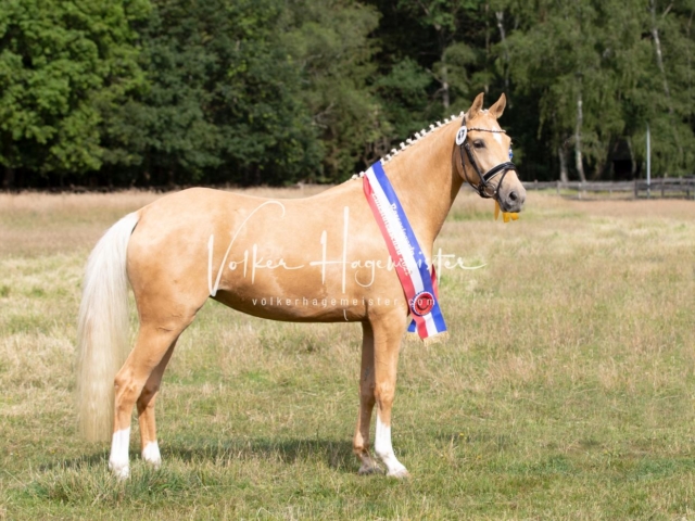 PSB Eliteschau Teil 1 Siegerstuten 7