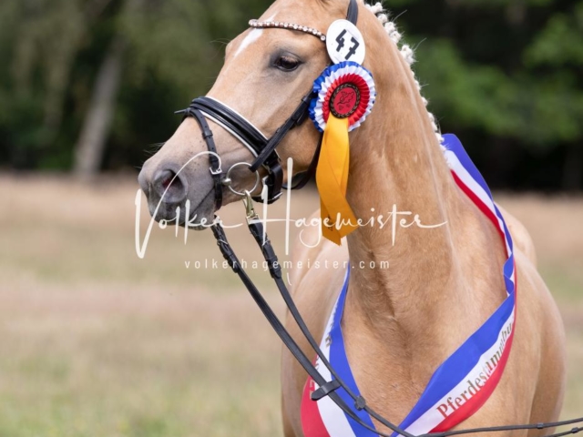 PSB Eliteschau Teil 1 Siegerstuten 8