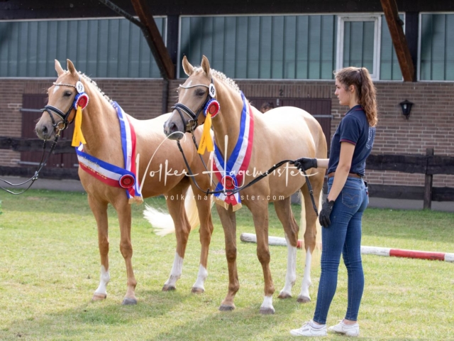 PSB Eliteschau Teil 1 Siegerstuten 9