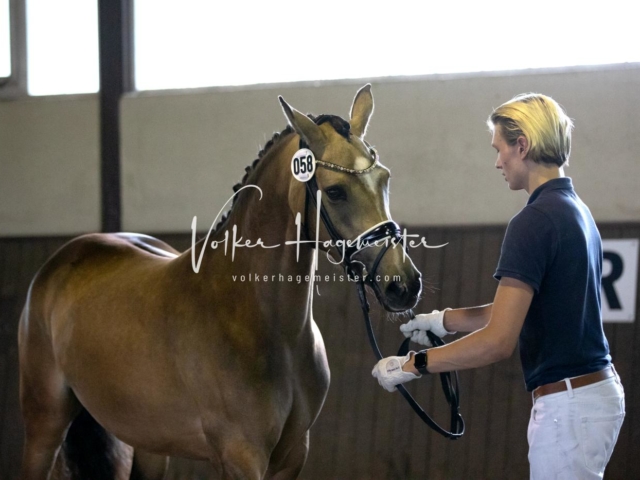 PSB Eliteschau Teil 2 11