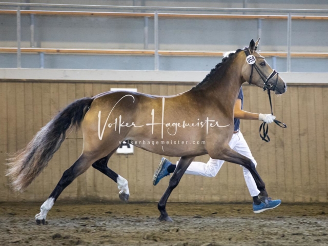 PSB Eliteschau Teil 2 12