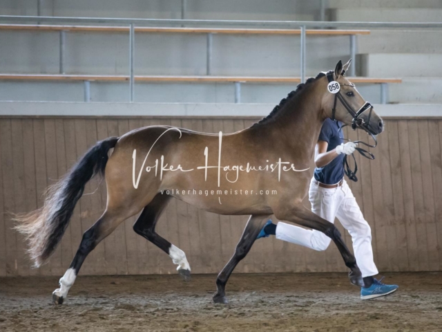 PSB Eliteschau Teil 2 13