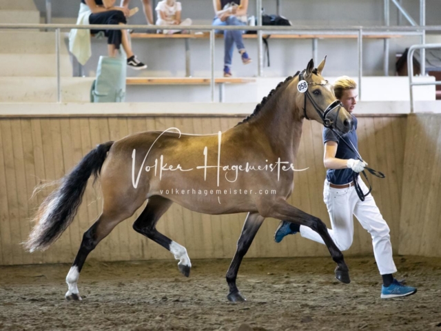 PSB Eliteschau Teil 2 14