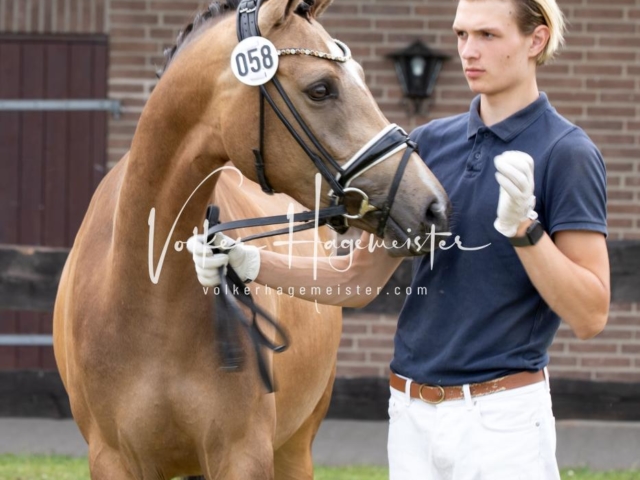 PSB Eliteschau Teil 2 16